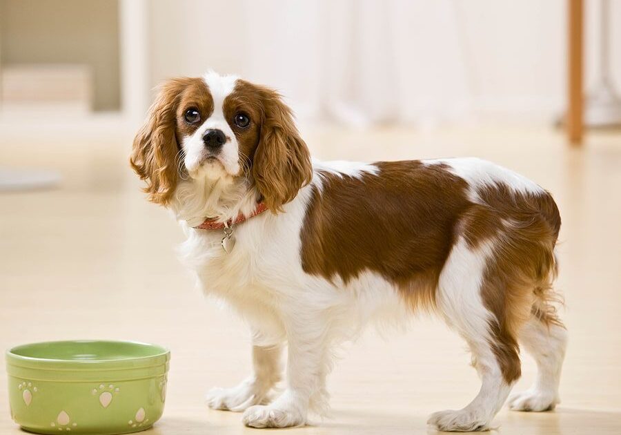 white and brown dog standing next to their green water dish