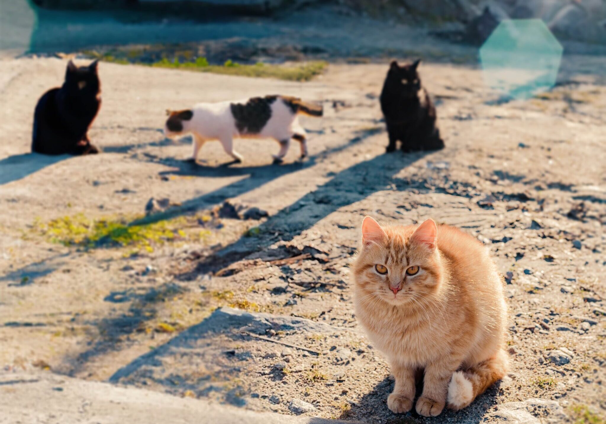 four cats exploring outside