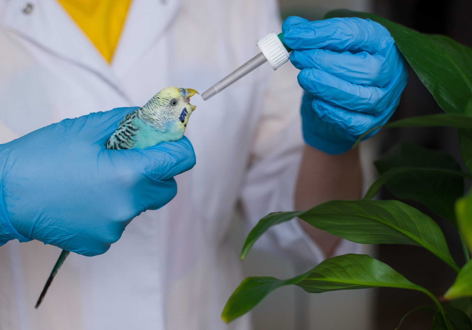 small bird being given liquid medicine