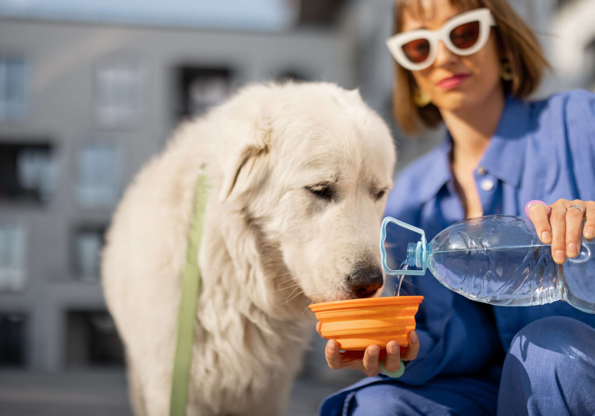 white dog on a walk with their owner and drinking water out of an orange bowl