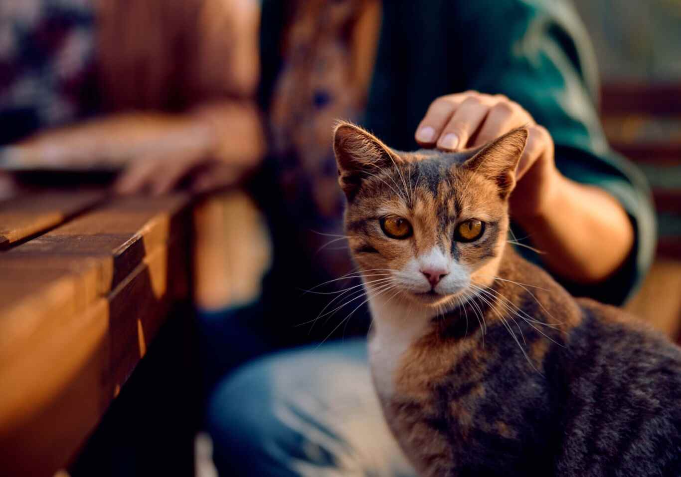 cat being pet by their owner