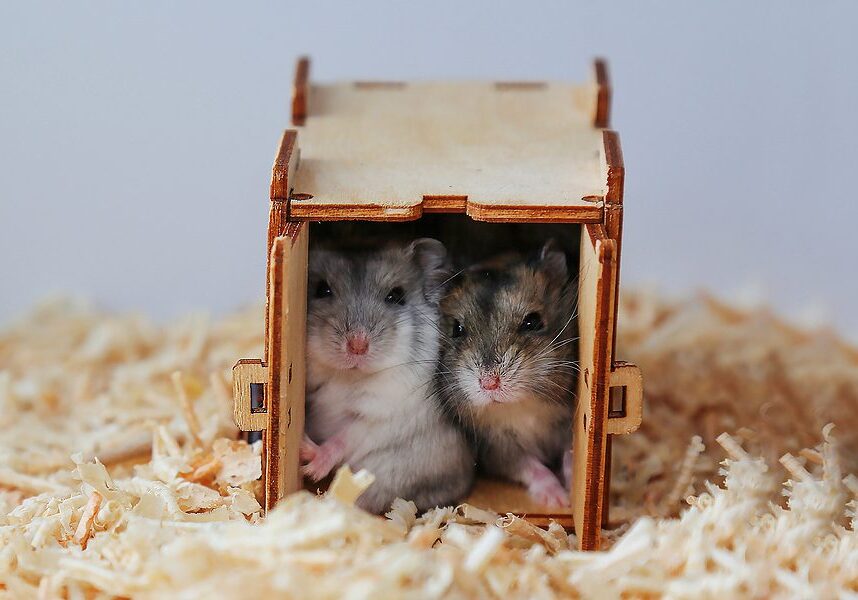 two hamsters in a small box together