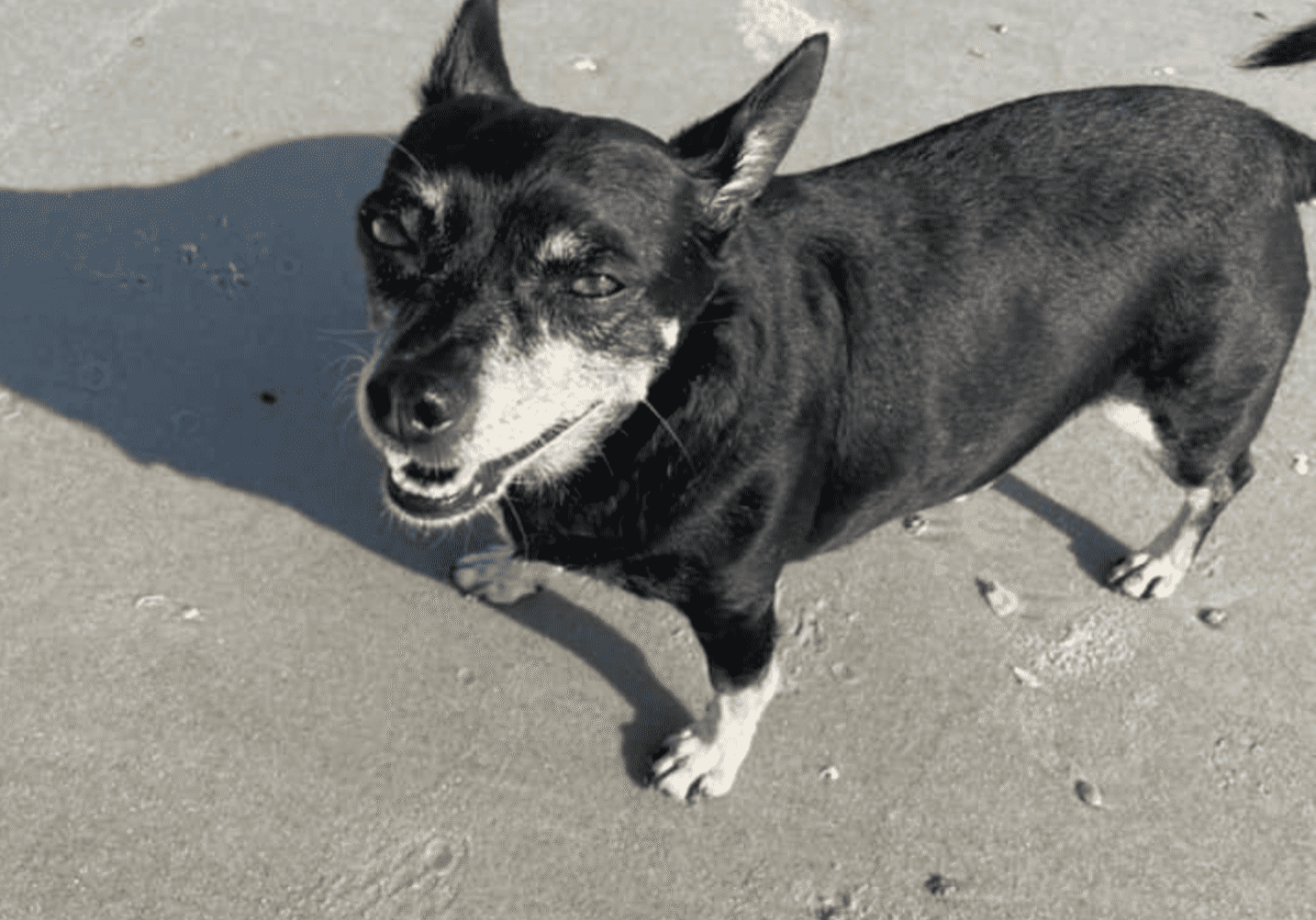 black dog standing on the beach