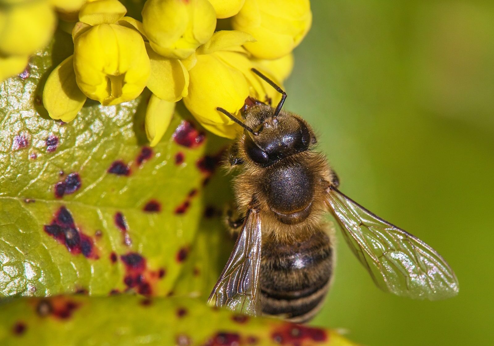 bee sitting on a yellow flower