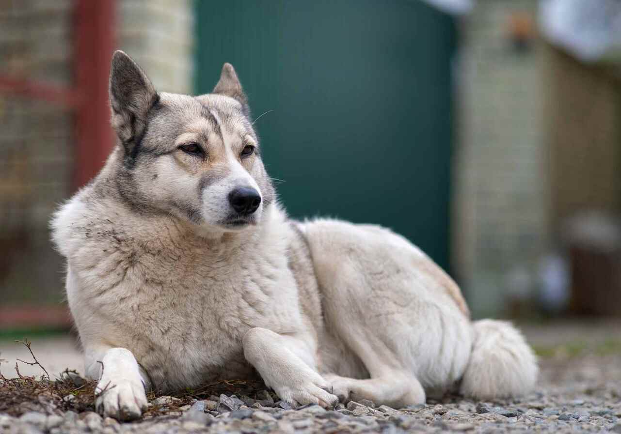 light grey and white dog laying on the ground outside