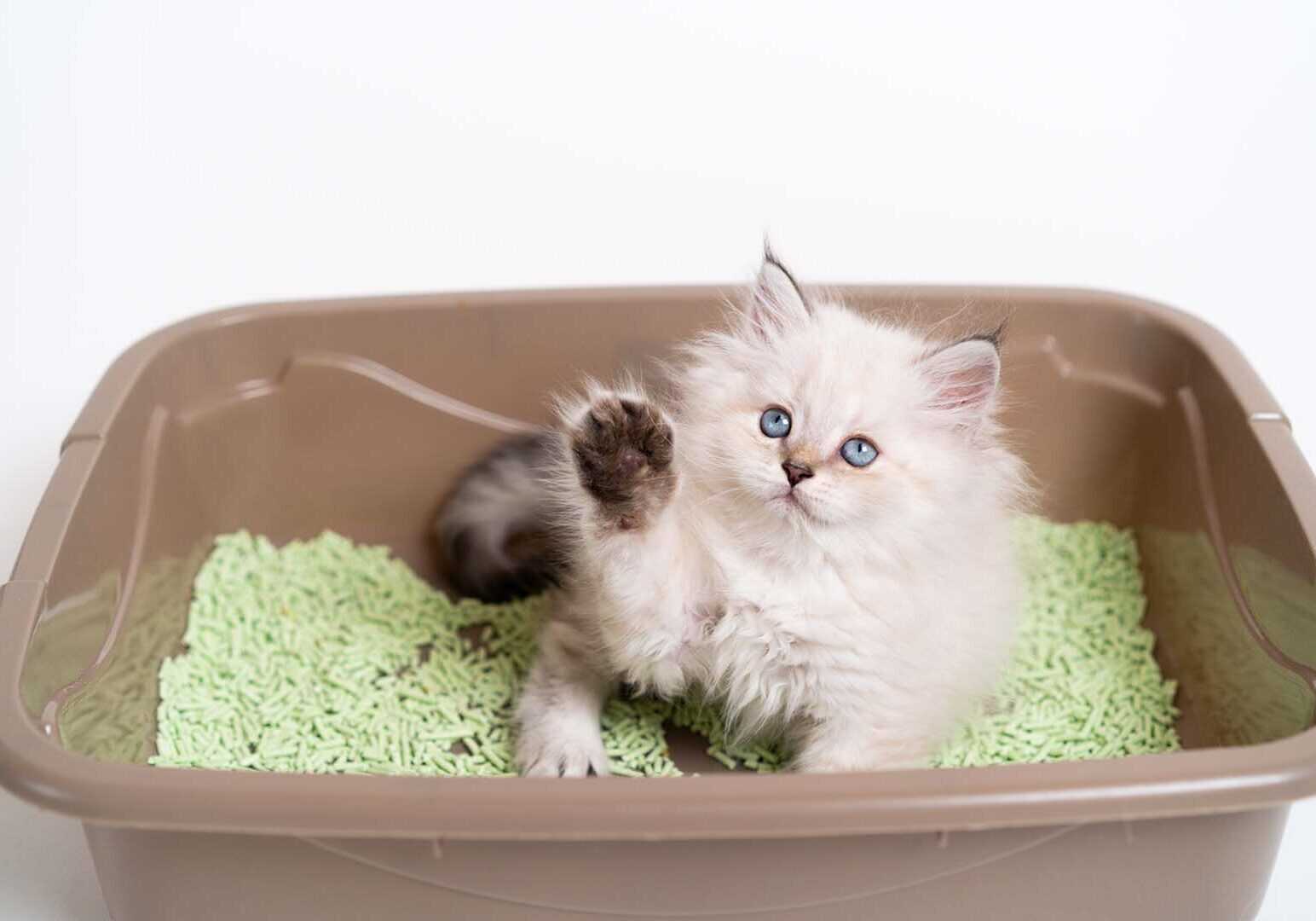 white kitten with blue eyes in the litterbox