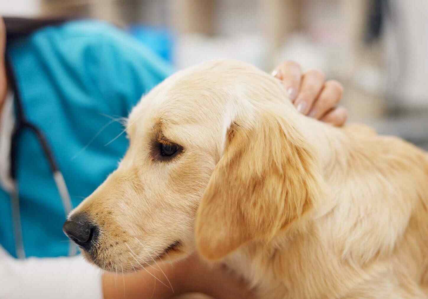 tan dog being pet by a woman