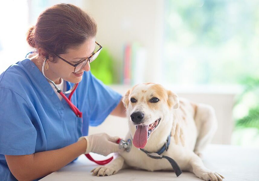 dog being checked out by the veterinarian