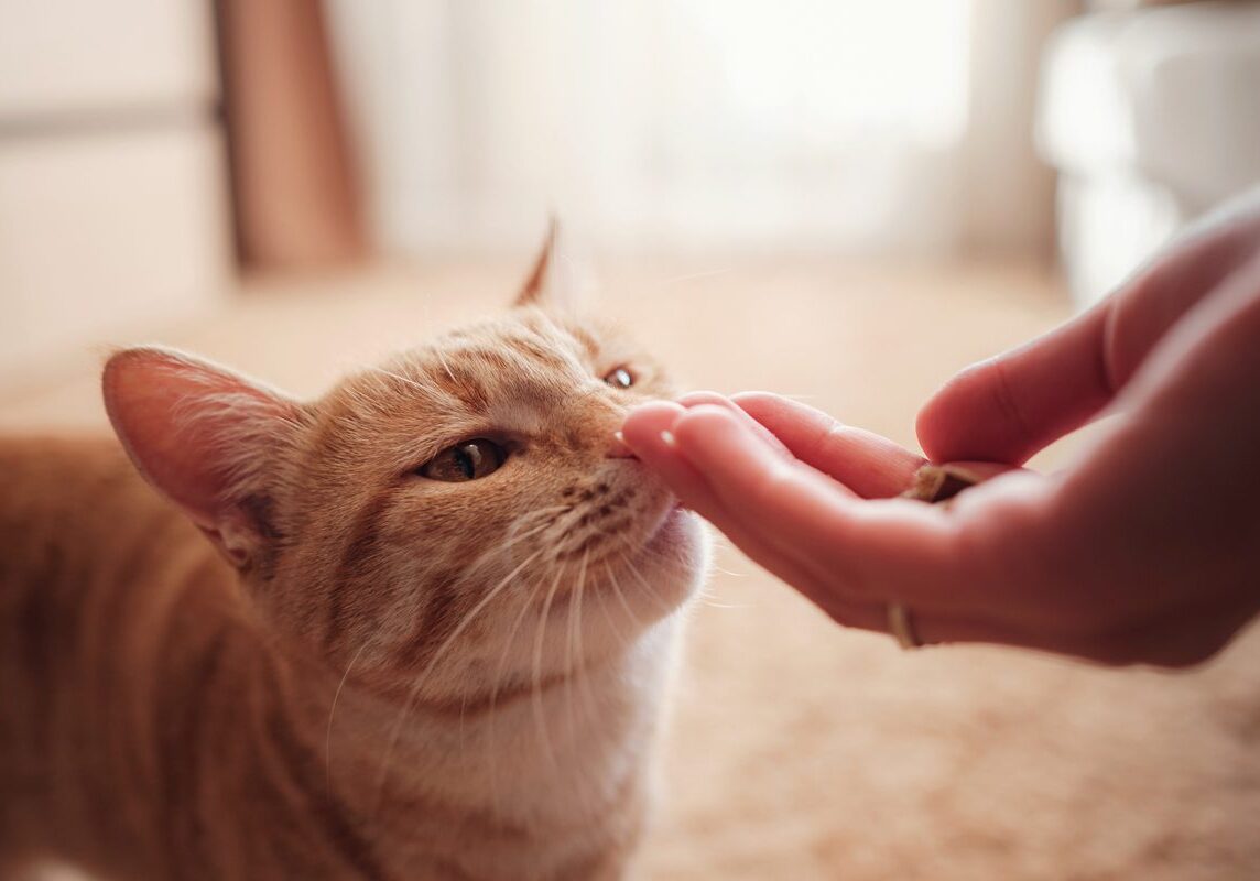 cat smelling a treat in their owners hand