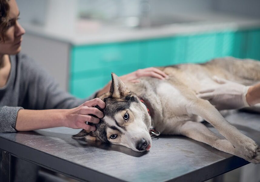 dog laying on the exam table at the animal hospital