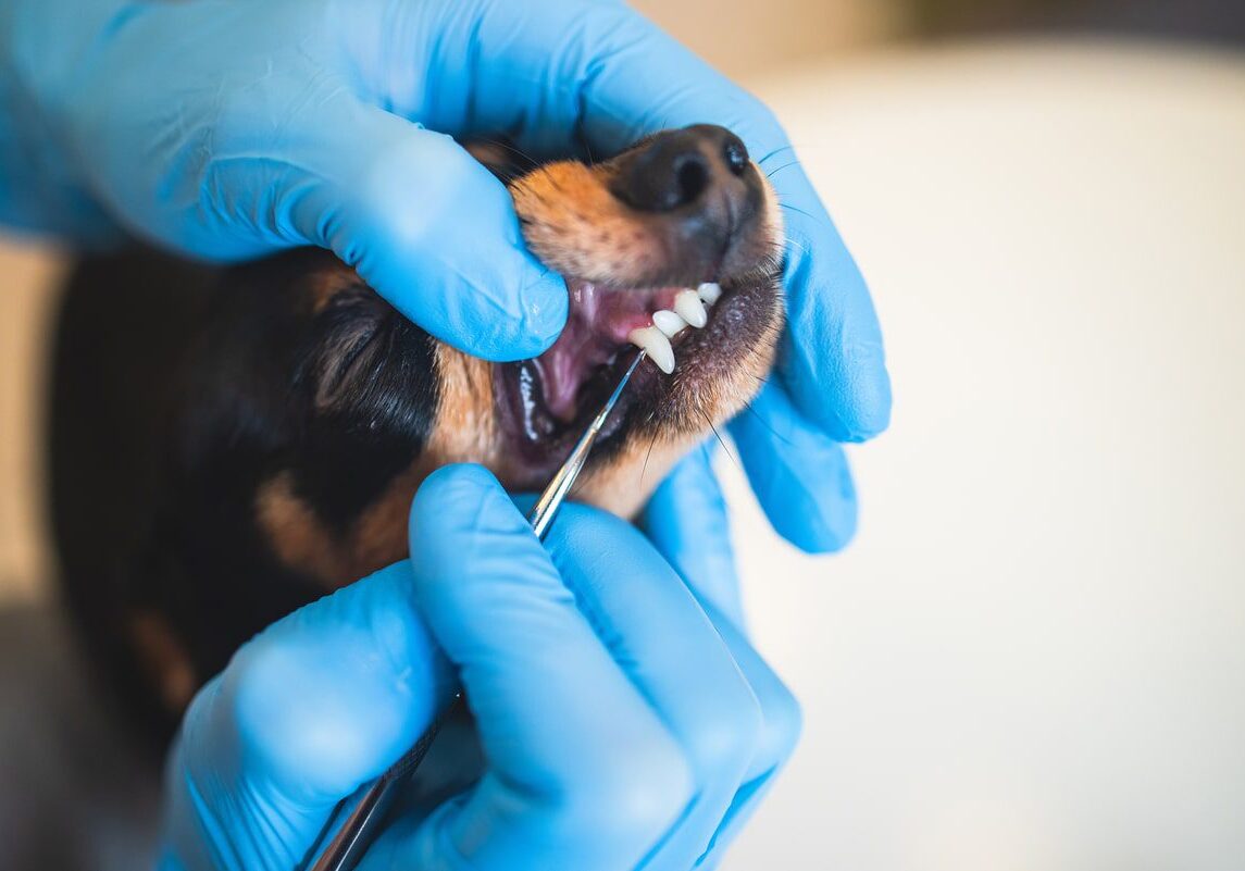 dog getting their teeth looked at by the veterinarian
