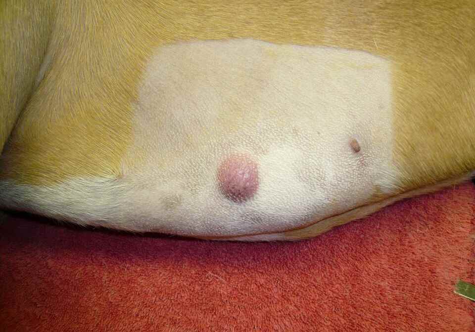 lump on a dogs chest