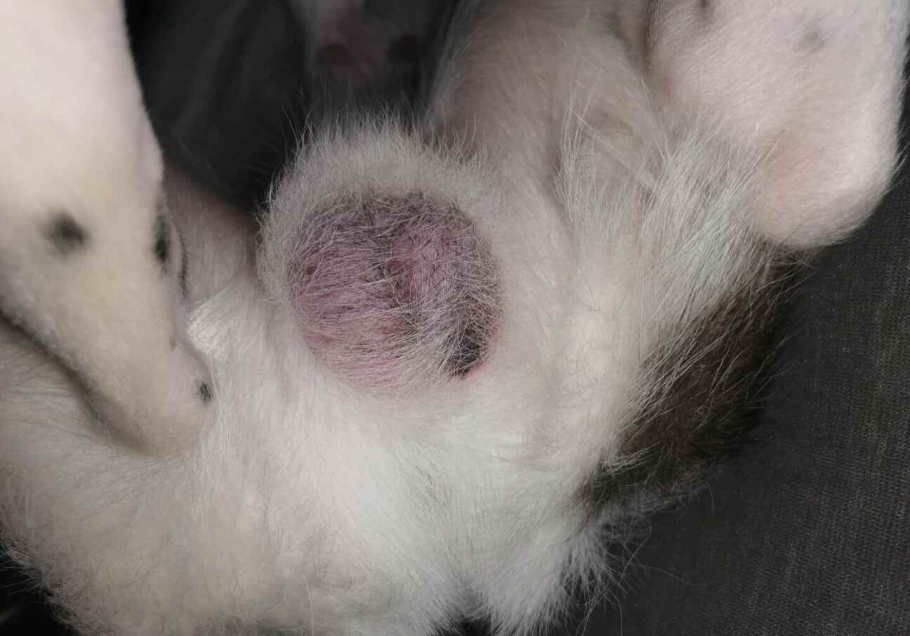 lump on a dogs body
