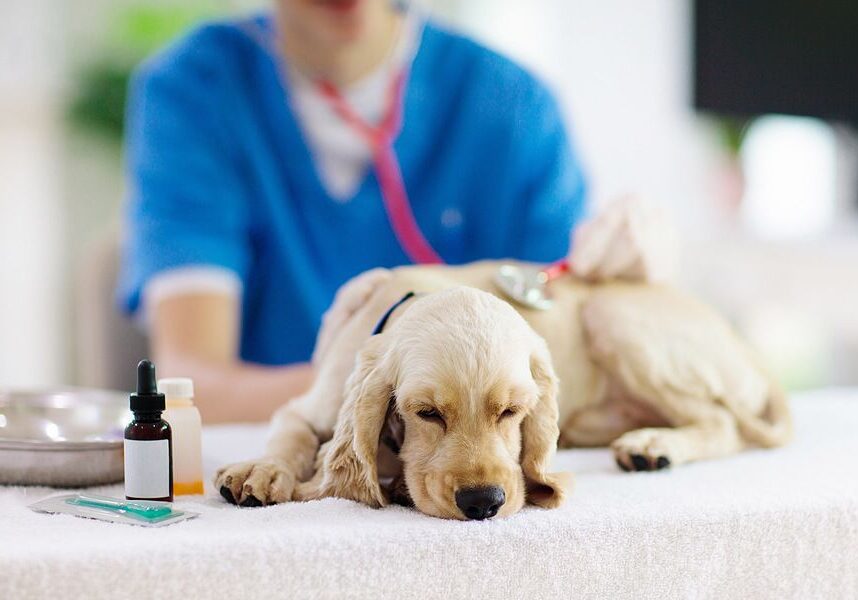 puppy being examined by the veterinarian
