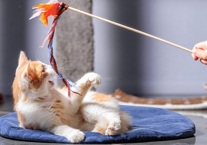 cat laying on a blue pillow and playing with a toy