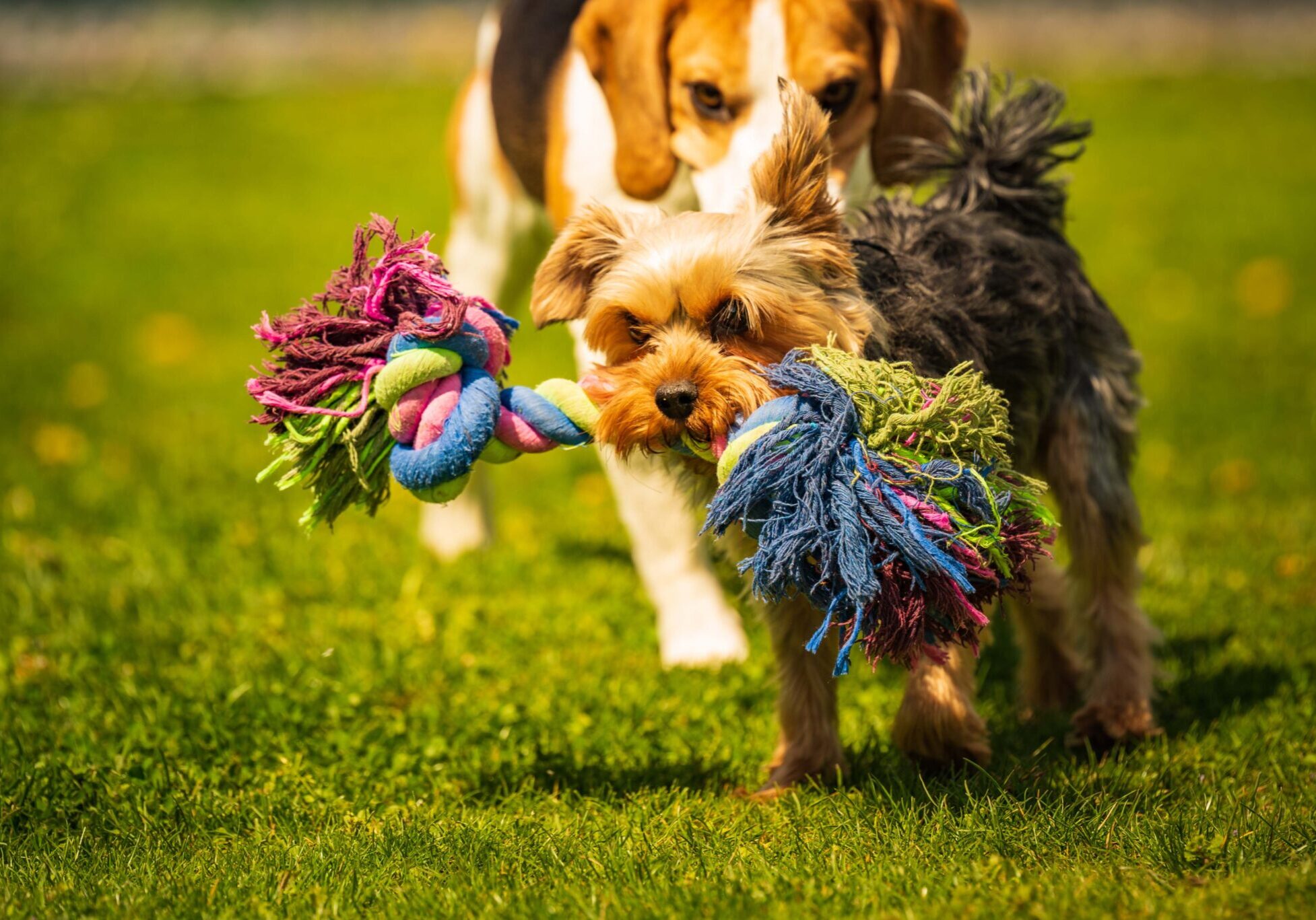 dogs playing outside with rope toys