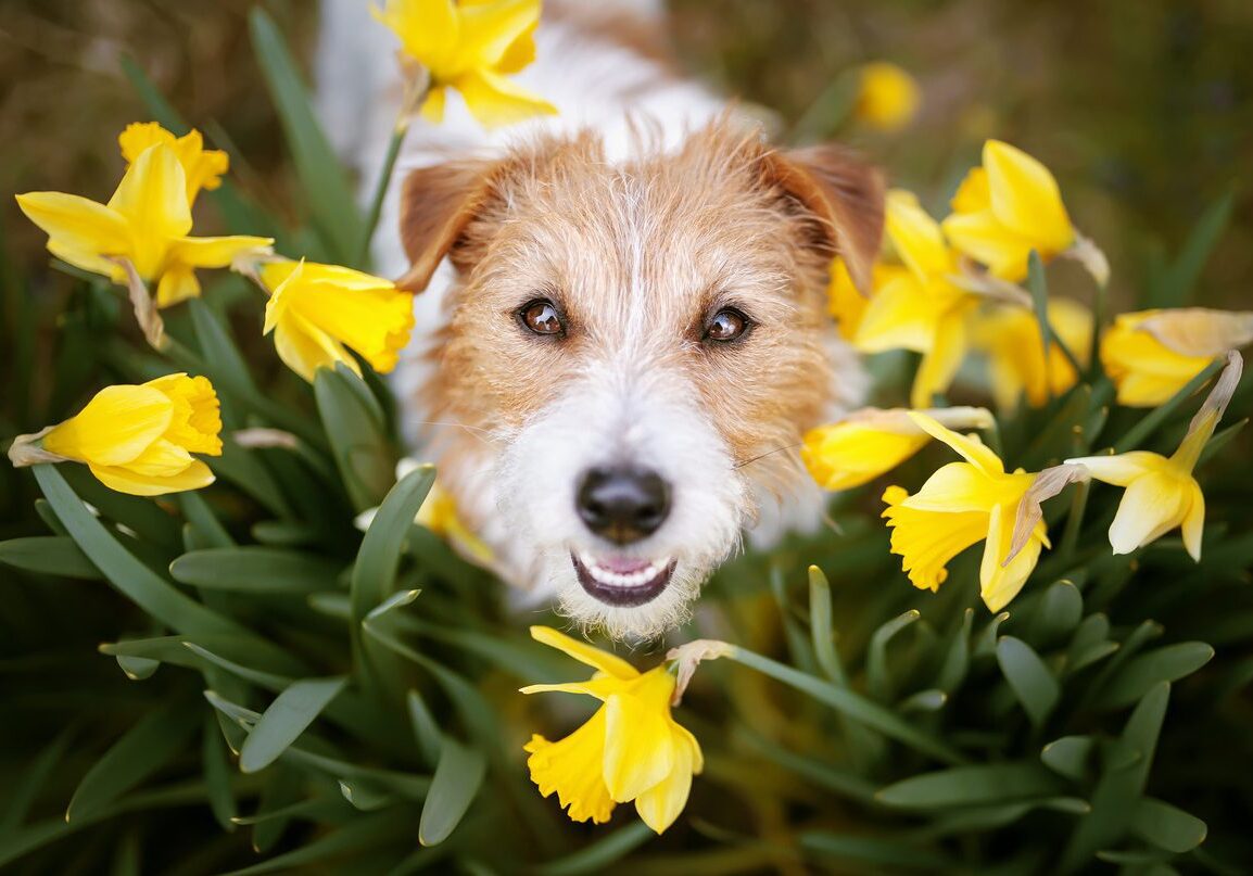dog outside looking at yellow flowers