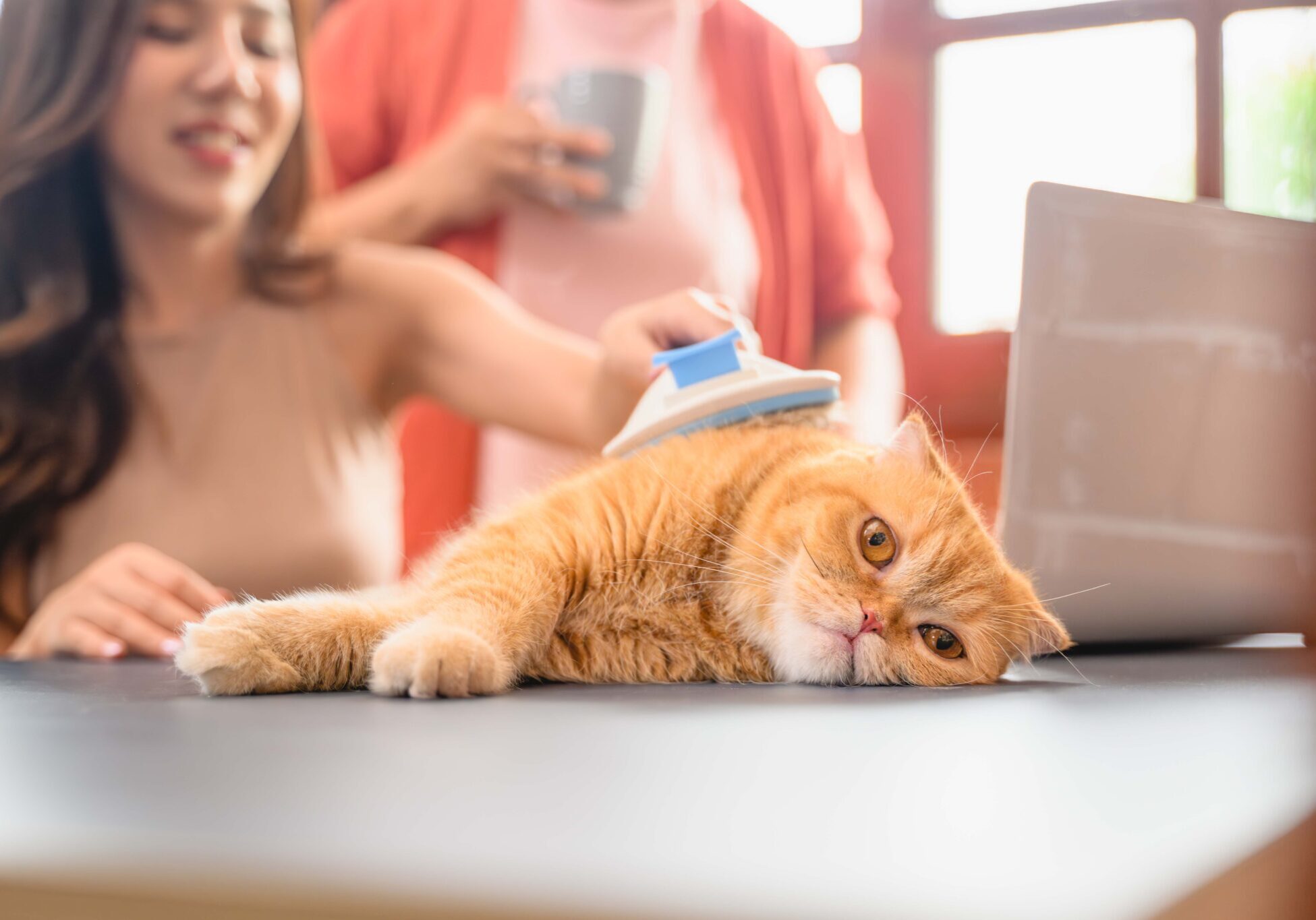 golden colored cat being brushed