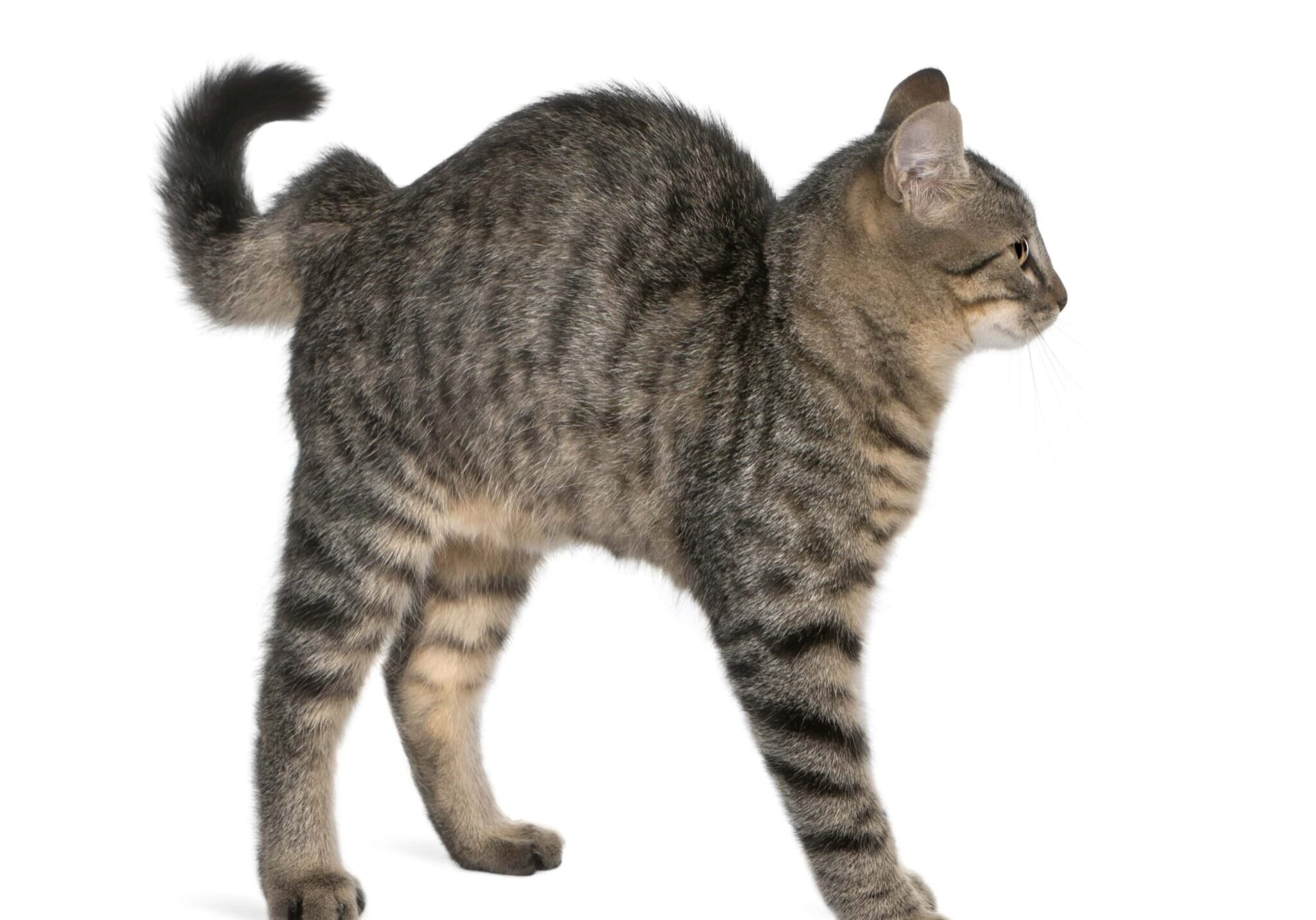 grey cat with their back arched up