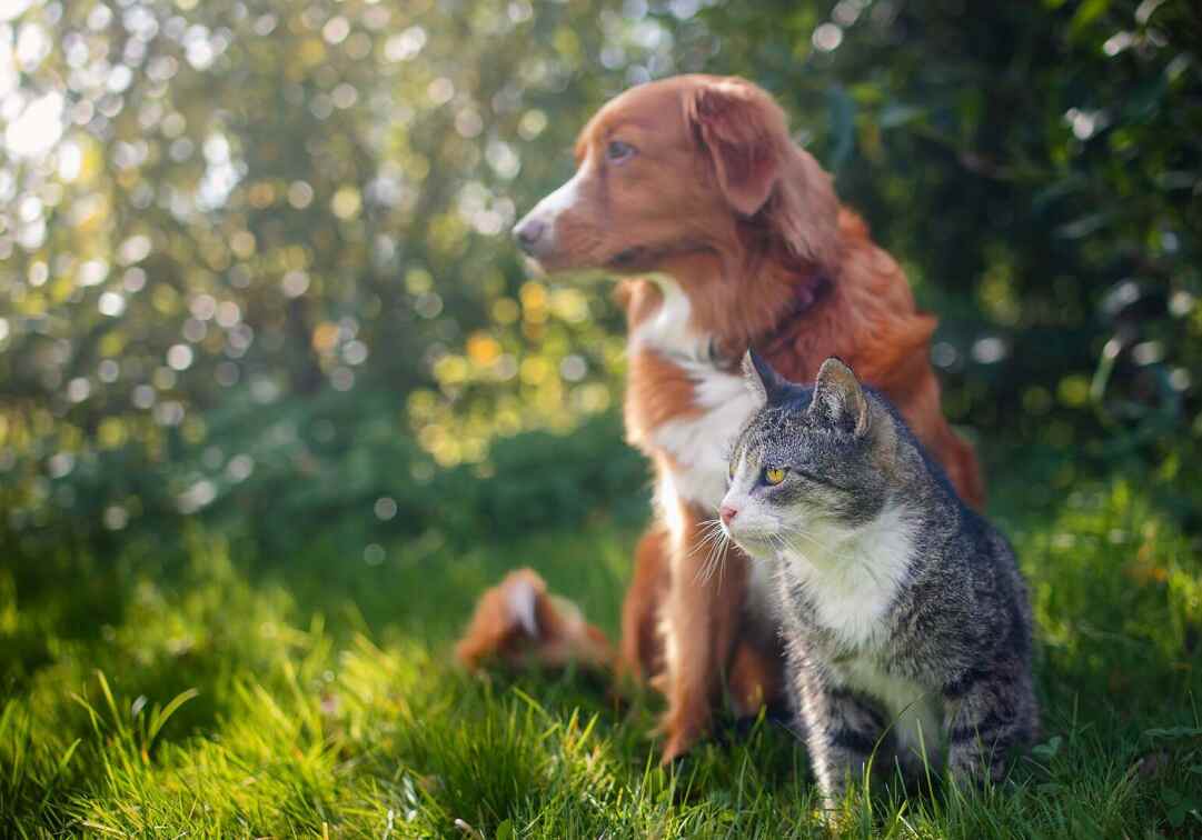 dog and cat sitting on the grass together