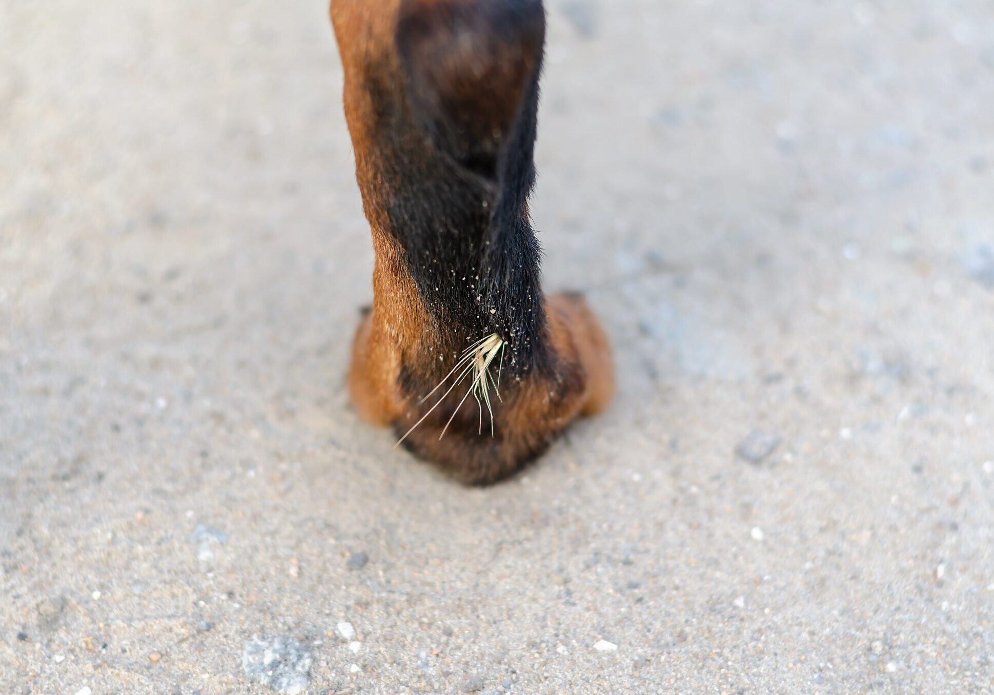 dog with a thorn in the back of their paw