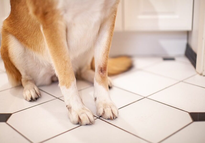 dog with raw skin on their front paw