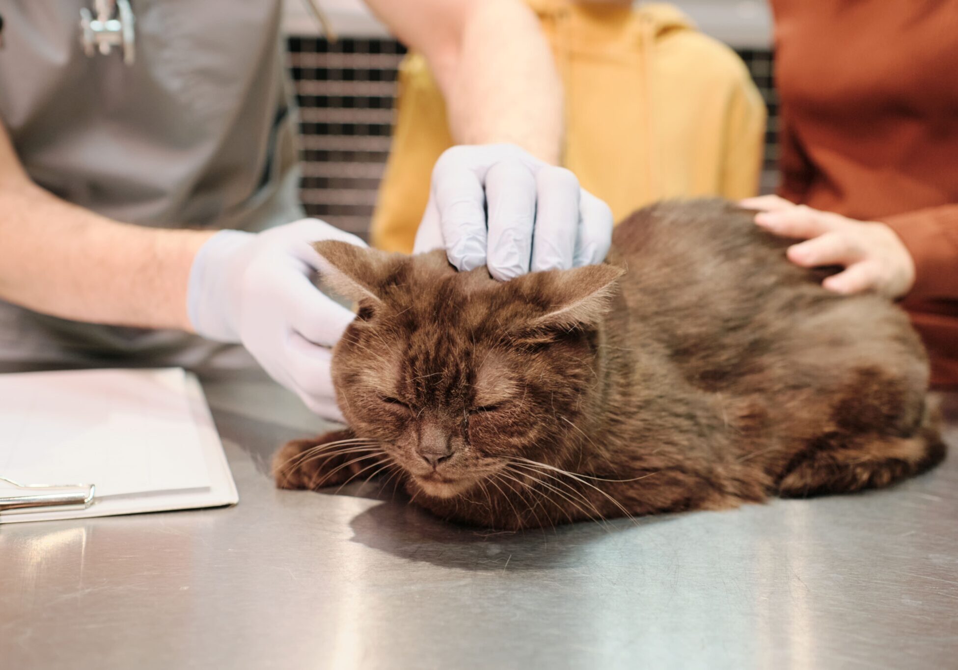 brown cat being looked at by the veterinarian