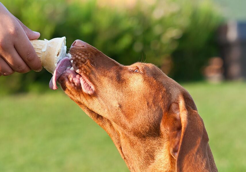 dog eating an ice cream cone outside