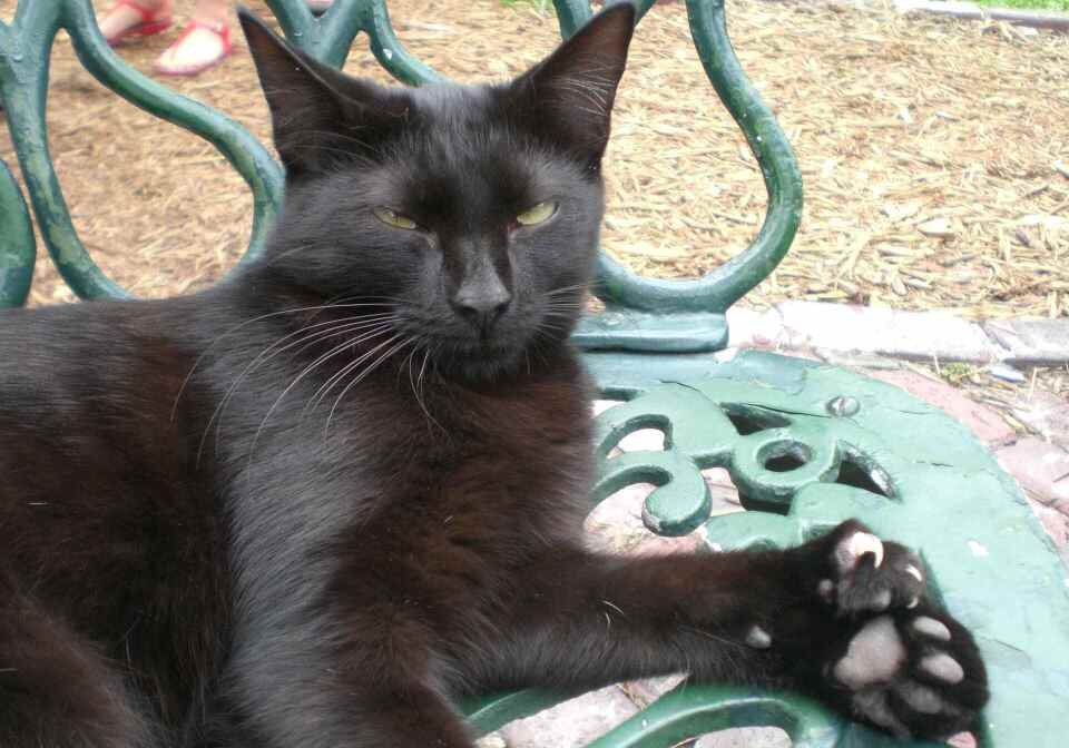 black cat laying on a bench outside