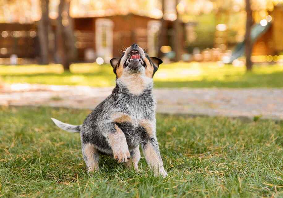 small puppy playing on the grass outside