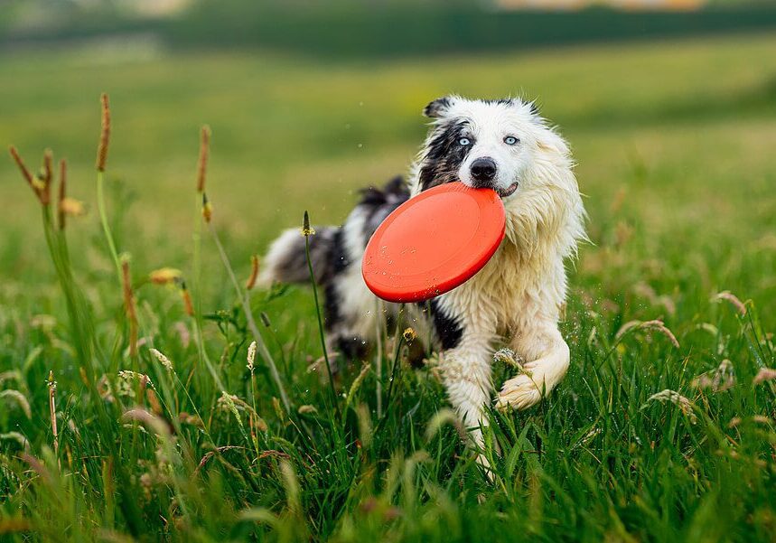 dog playing in the grass with an orange frisbee