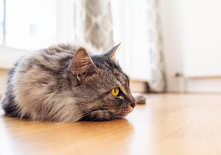 grey cat with yellow eyes laying on the floor by the window
