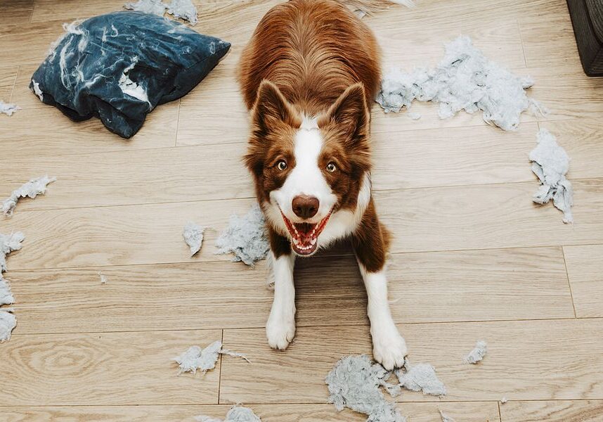 dog with a chewed up pillow around them