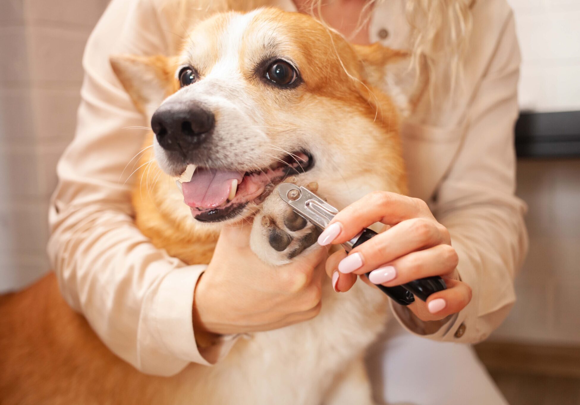 dog getting his nails trimmed