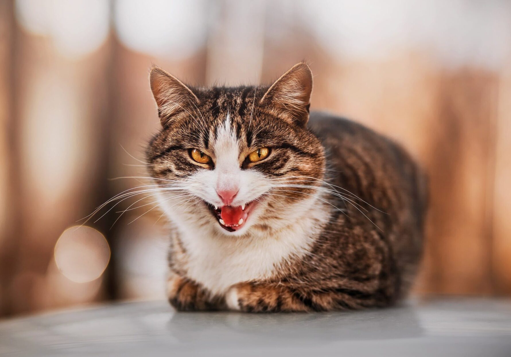 cat laying down and hissing
