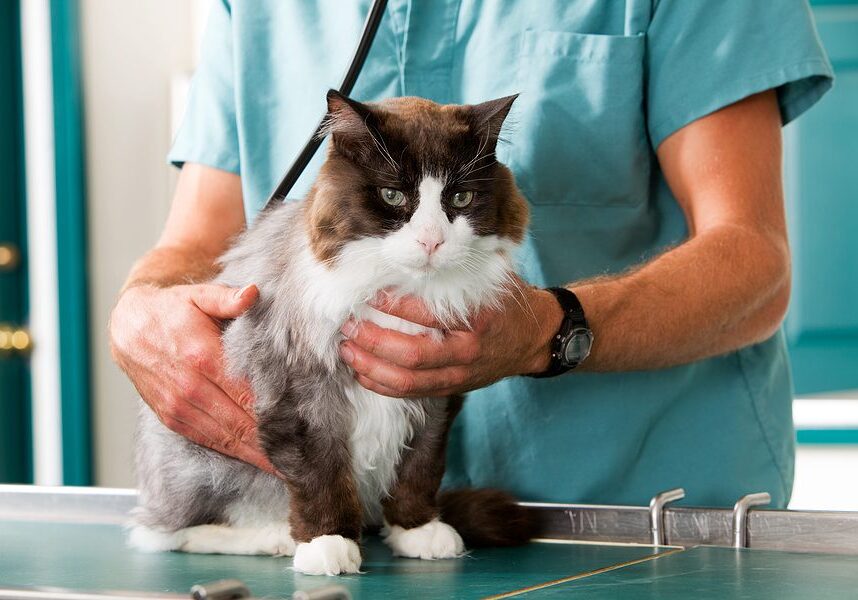 brown and white cat being examined by the veterinarian