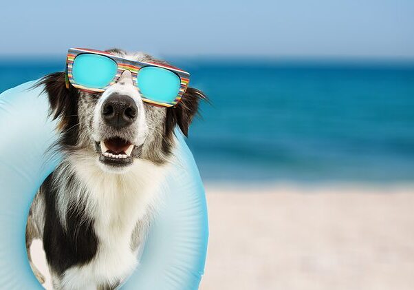 dog wearing sunglasses and a float at the beach