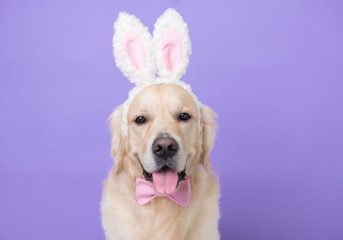 dog wearing bunny ears and a pink bow tie