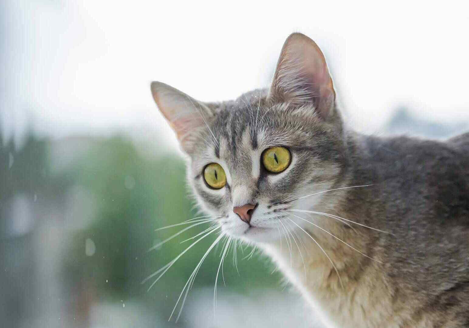 grey cat with yellow eyes looking out the window