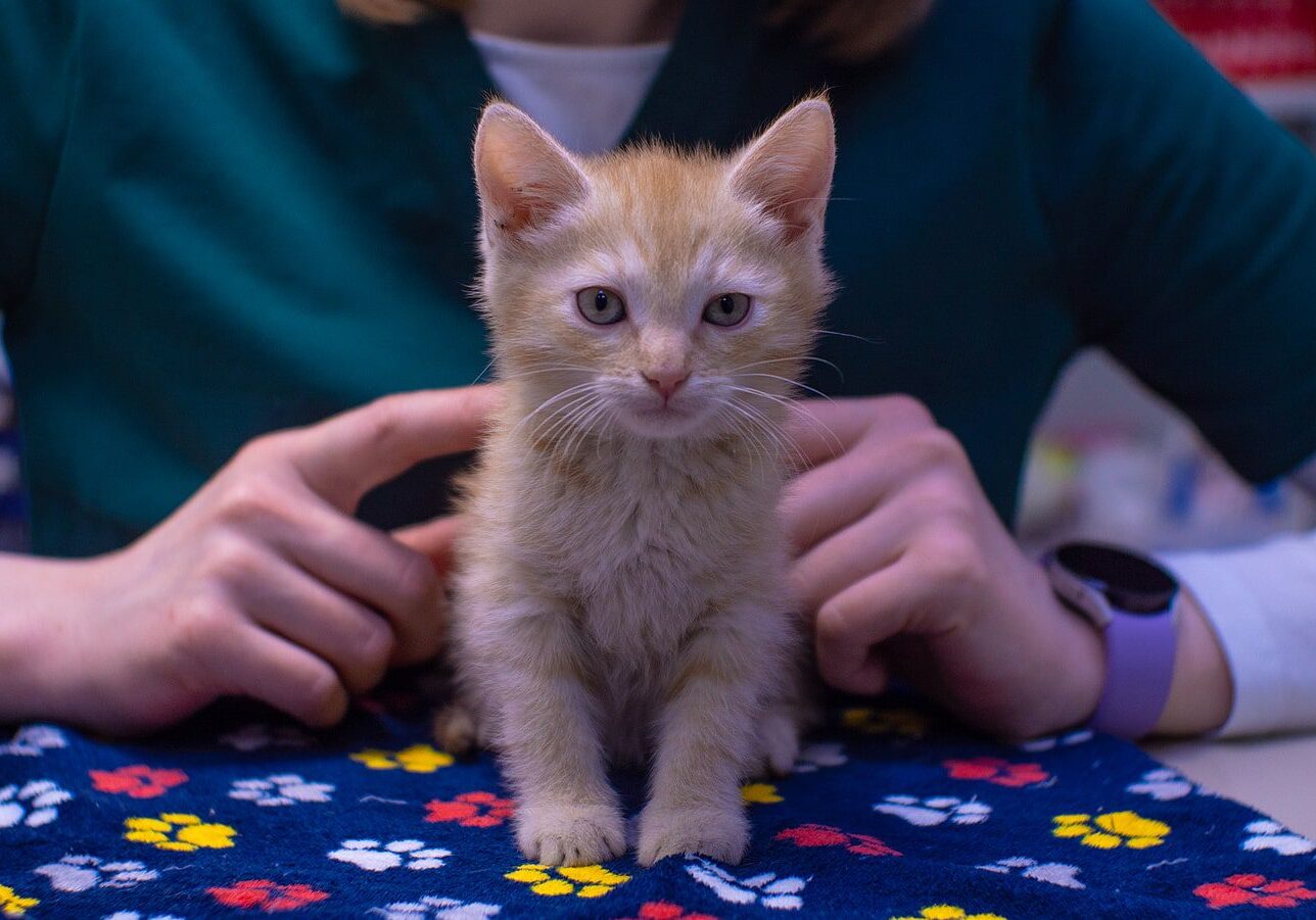 tan kitten on the exam table at the animal hospital