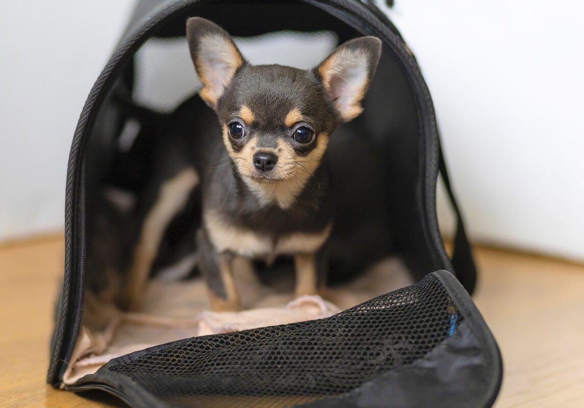 small puppy sitting inside their crate