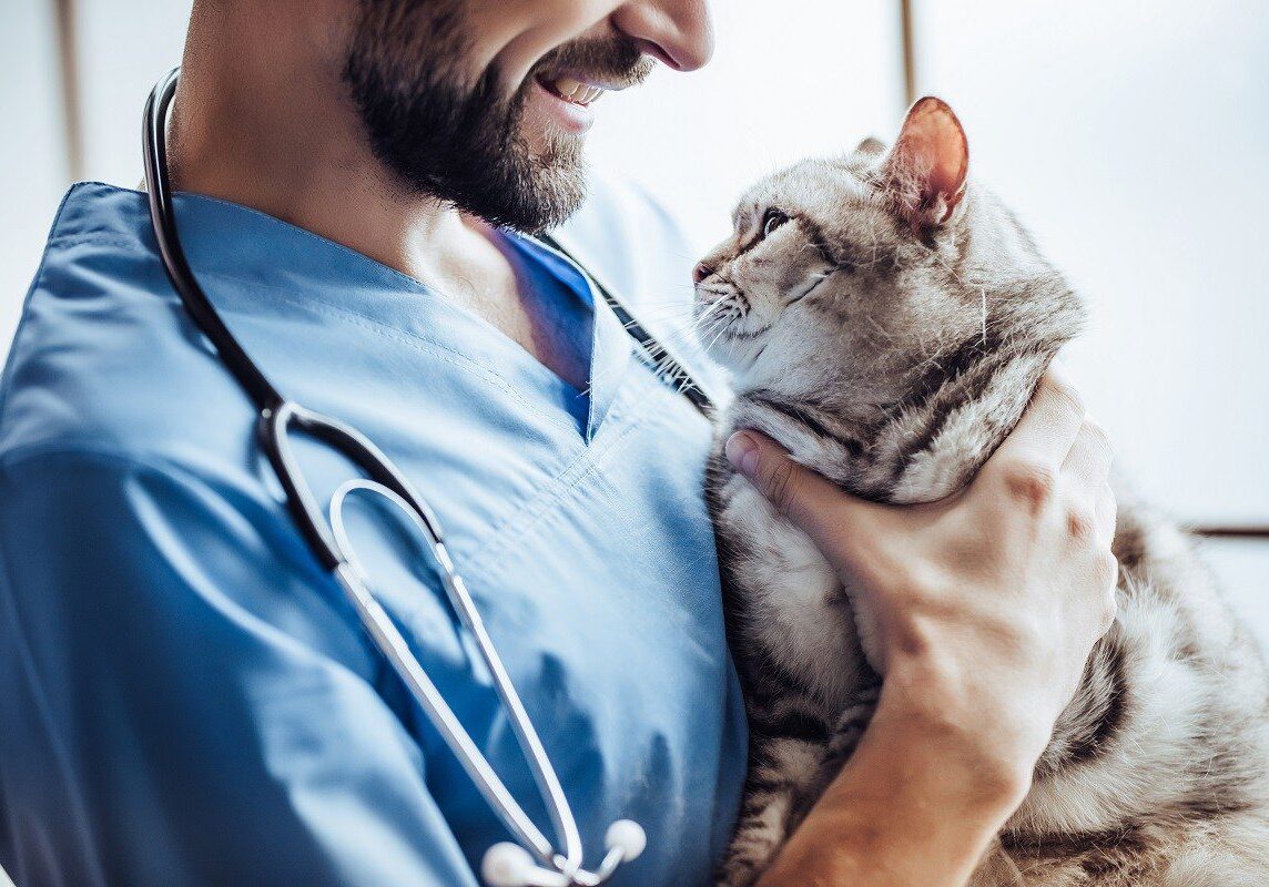 grey and white cat being held by the veterinarian