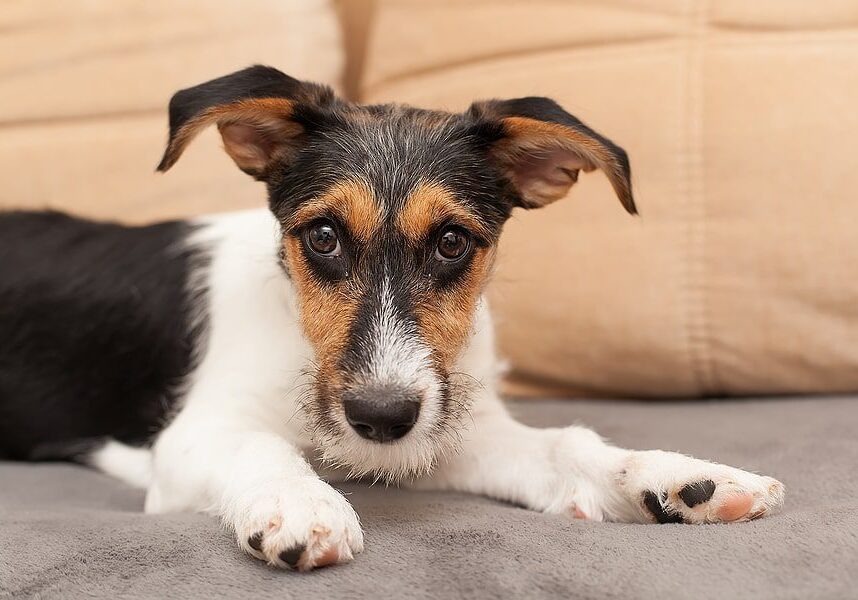 white brown and black dog laying down on the couch