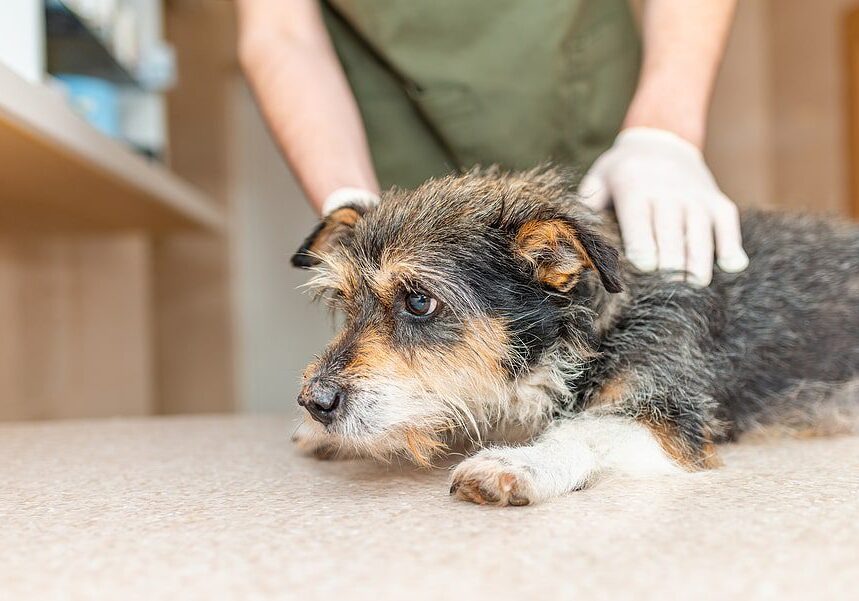 small dog with the veterinarian