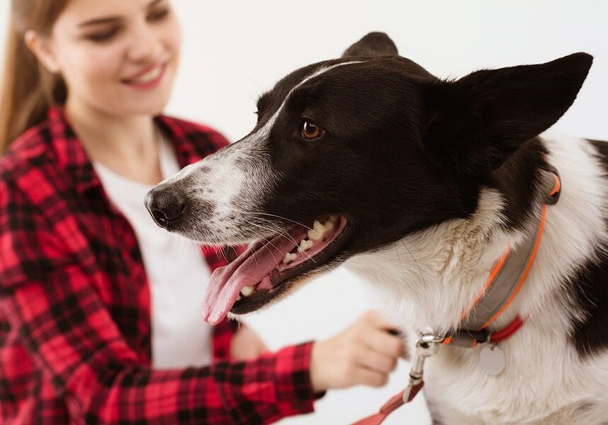 black and white dog with their owner