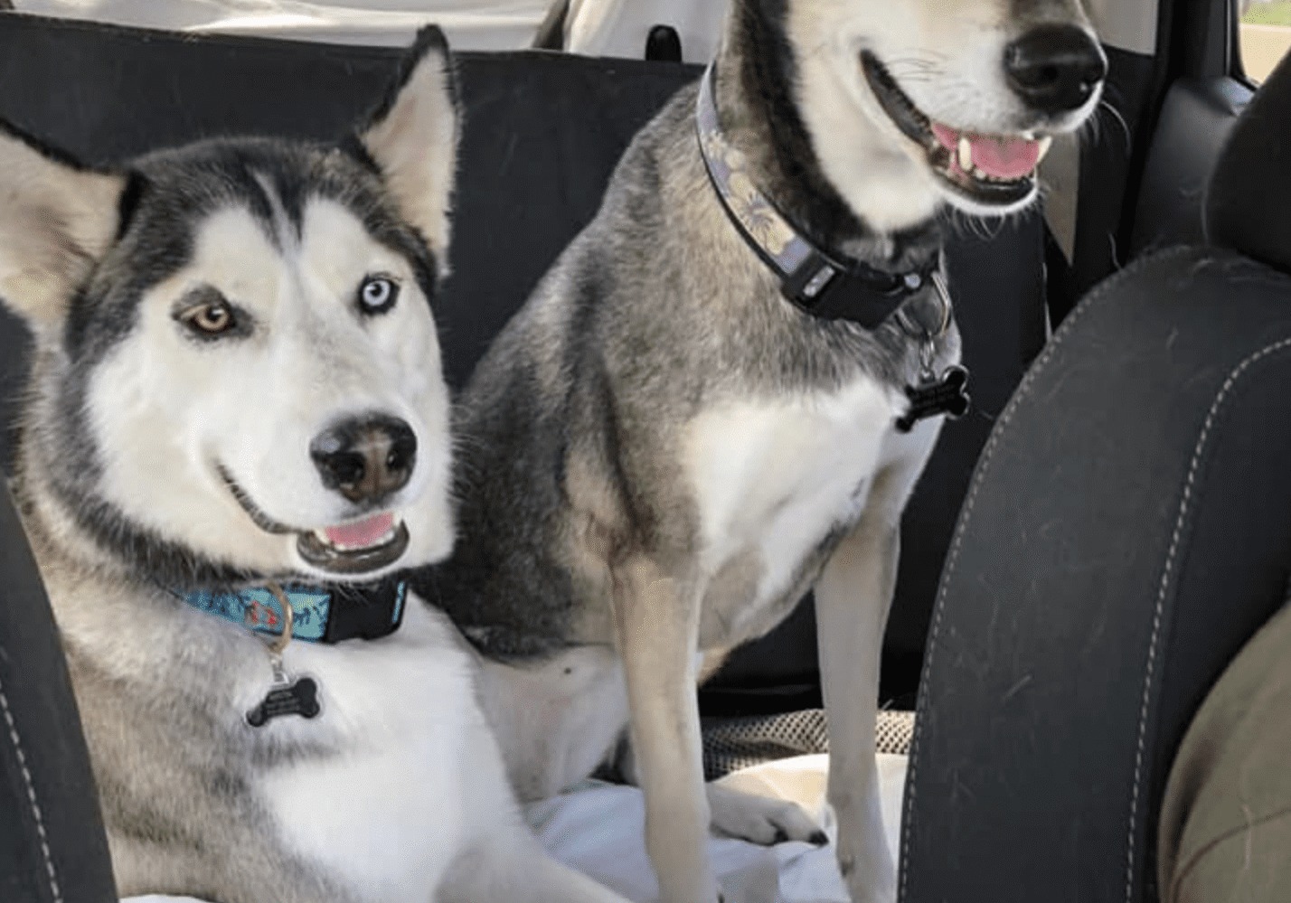 two husky dogs in the backseat during a car ride