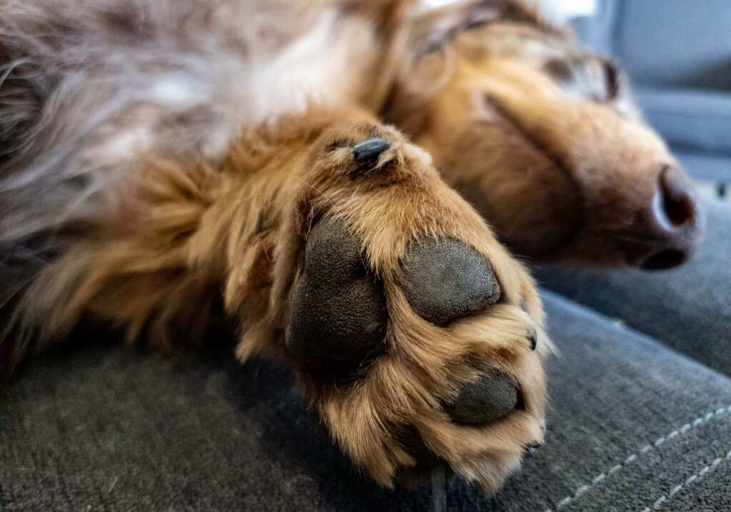 closeup of a dogs paw as they are laying down