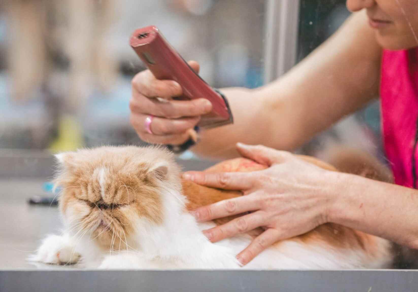 cat getting a shave down from the groomer