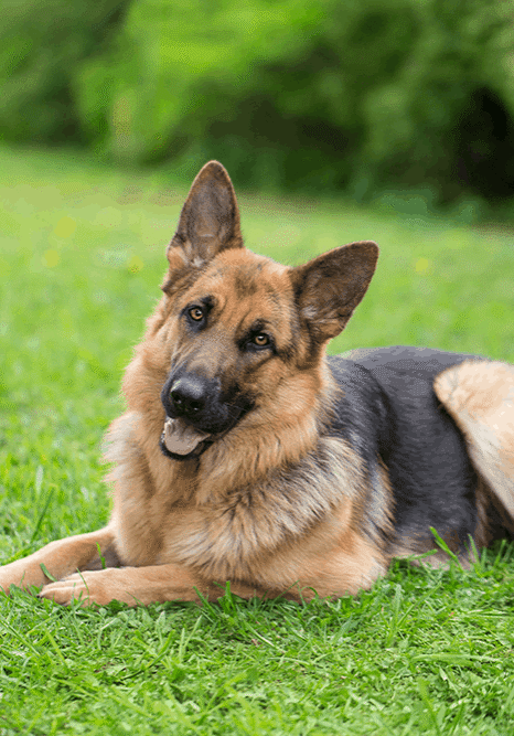 German Shephard in Grass