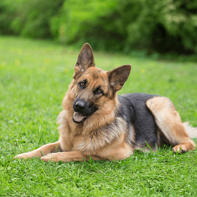German Shephard in Grass